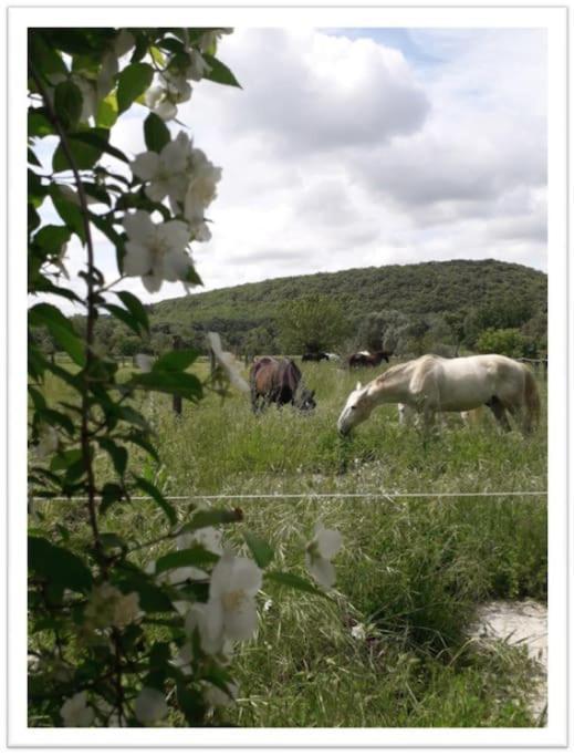 Charming Small House Close To Uzes Foissac  Exteriér fotografie